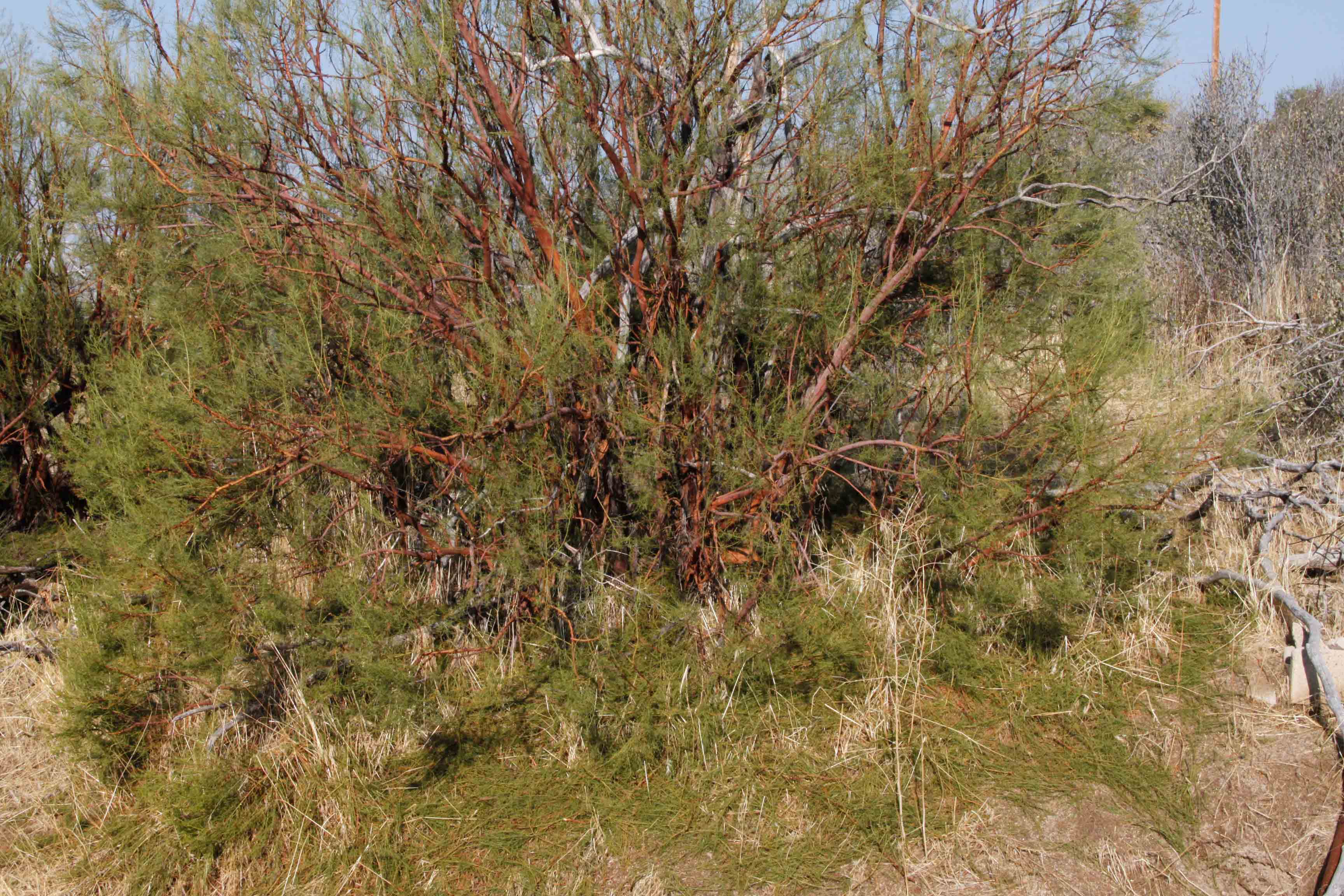 DefoliatedRedShank.jpg